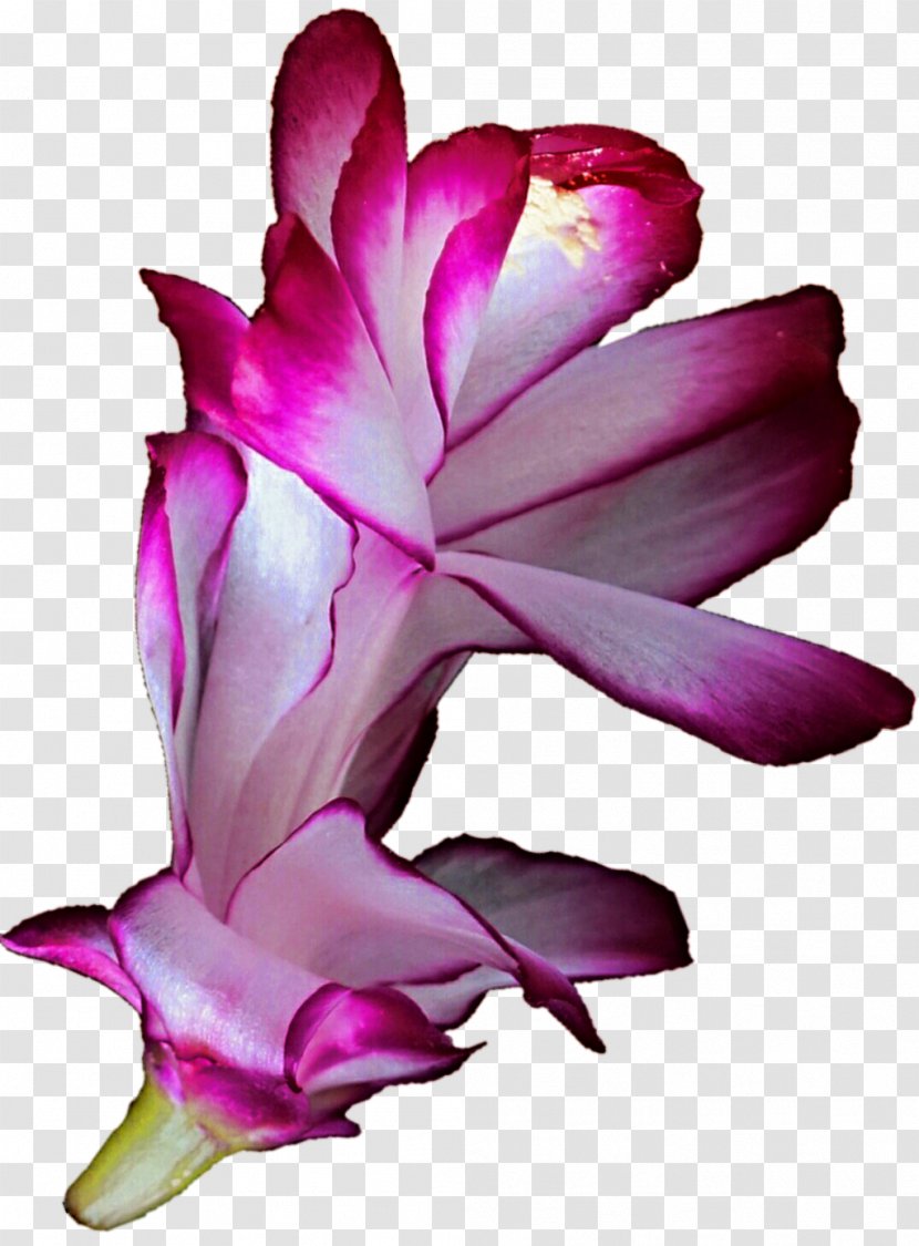 Flower Cactaceae Clip Art - Herbaceous Plant - Flor Transparent PNG