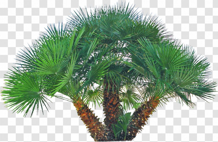 Asian Palmyra Palm Arecaceae Phoenix Roebelenii Fan-leaved Palms Date - Oil Transparent PNG