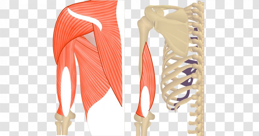 Teres Major Muscle Triceps Brachii Minor Biceps Transparent PNG