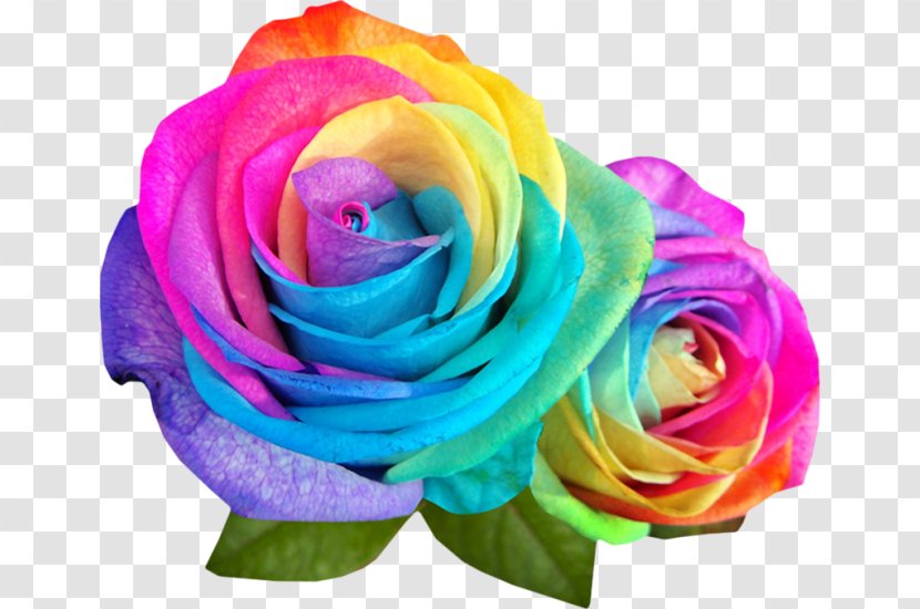 Rainbow Rose Garden Roses Flower Color - Monkeys Transparent PNG
