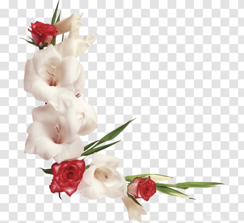 Flower Picture Frames Photography - Petal - Gladiolus Transparent PNG