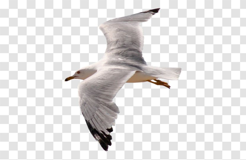Bird Gulls - Gull Transparent PNG