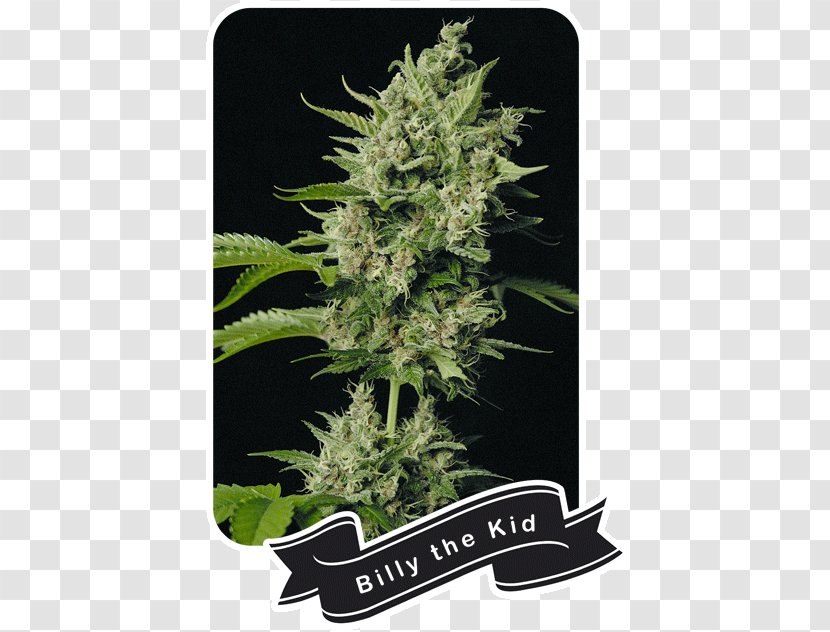 Orange Bud Cannabis Marijuana Plant Flavor - Shop Transparent PNG