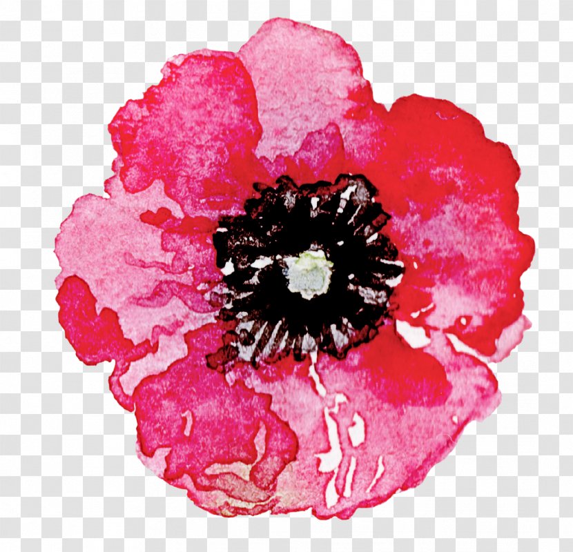 Petal Pink Flower Plant Oriental Poppy - Family Transparent PNG