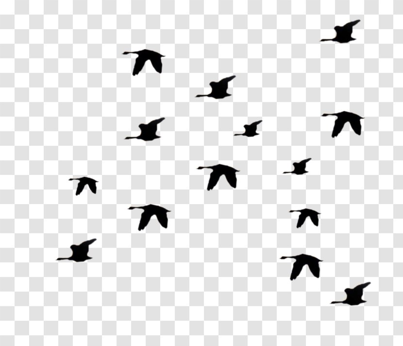 Flock Bird Migration Animal Wing - Silhouette - Beak Blackandwhite Transparent PNG