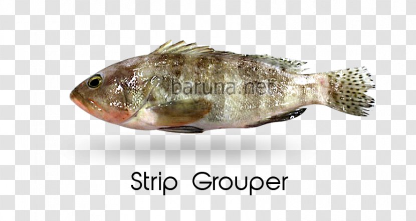 Fish Tilapia Bony-fish - Rayfinned Bluegill Transparent PNG