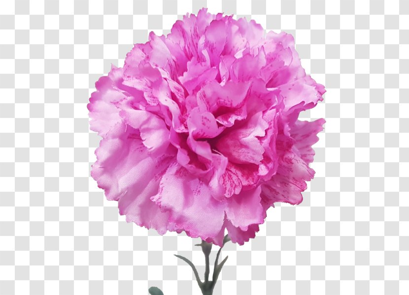 Carnation Cut Flowers Plant Violet - Pink Family - CARNATION Transparent PNG