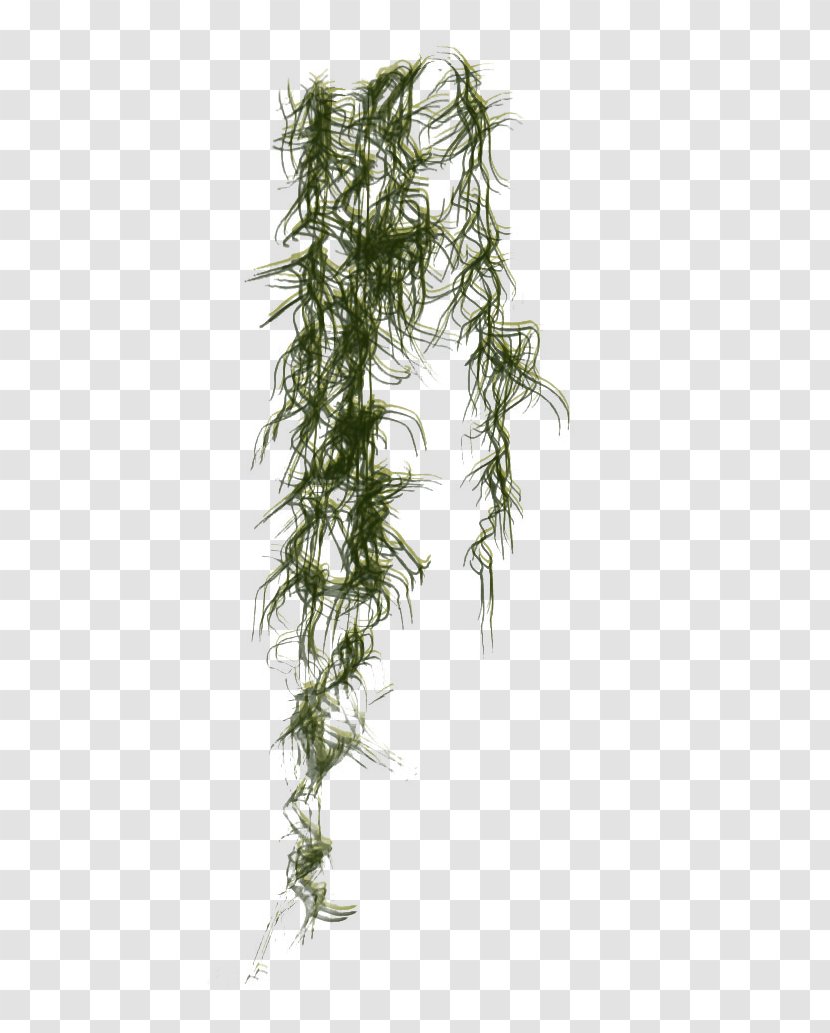 Island Digital Image - Branch Transparent PNG