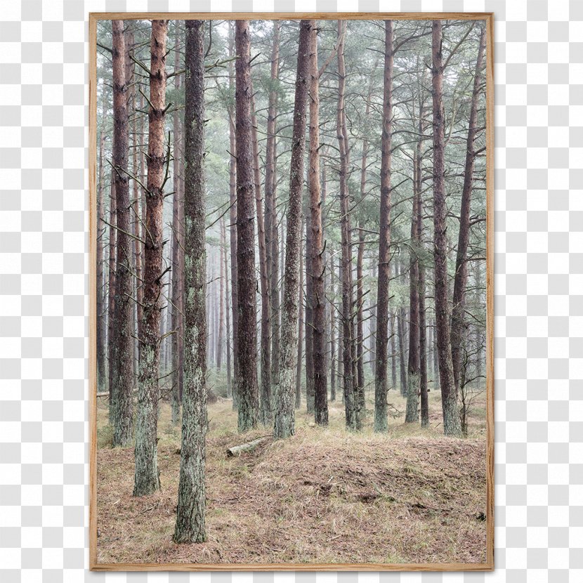Poster Photography Forest - Sprucefir Forests - Dense Trees Transparent PNG