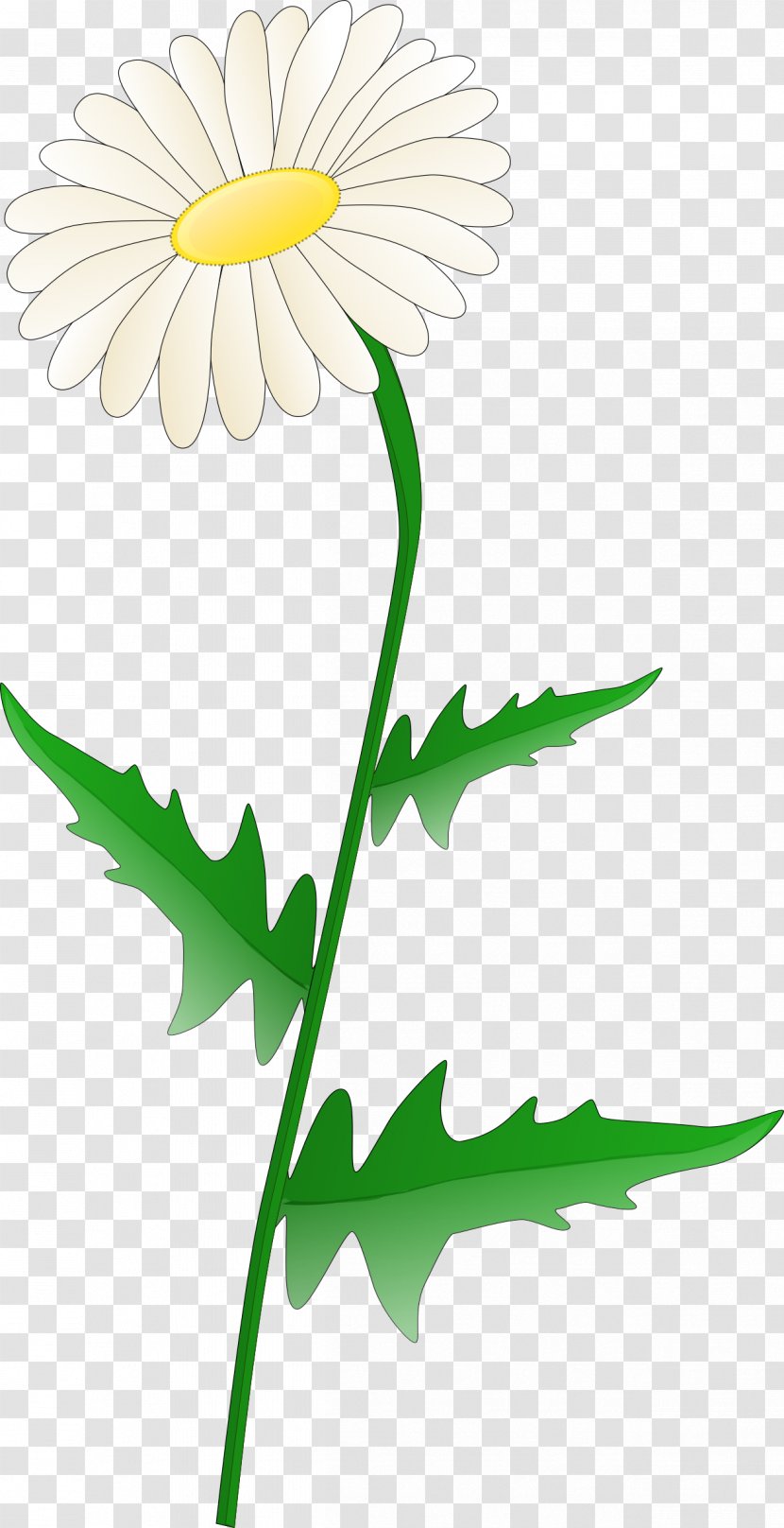 Desktop Wallpaper Common Daisy Clip Art - Leaf - Daisys Transparent PNG