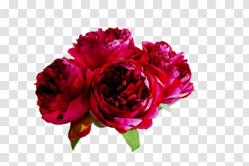 Garden Roses Cabbage Rose Floral Design Cut Flowers - Annual Plant - Pink Transparent PNG