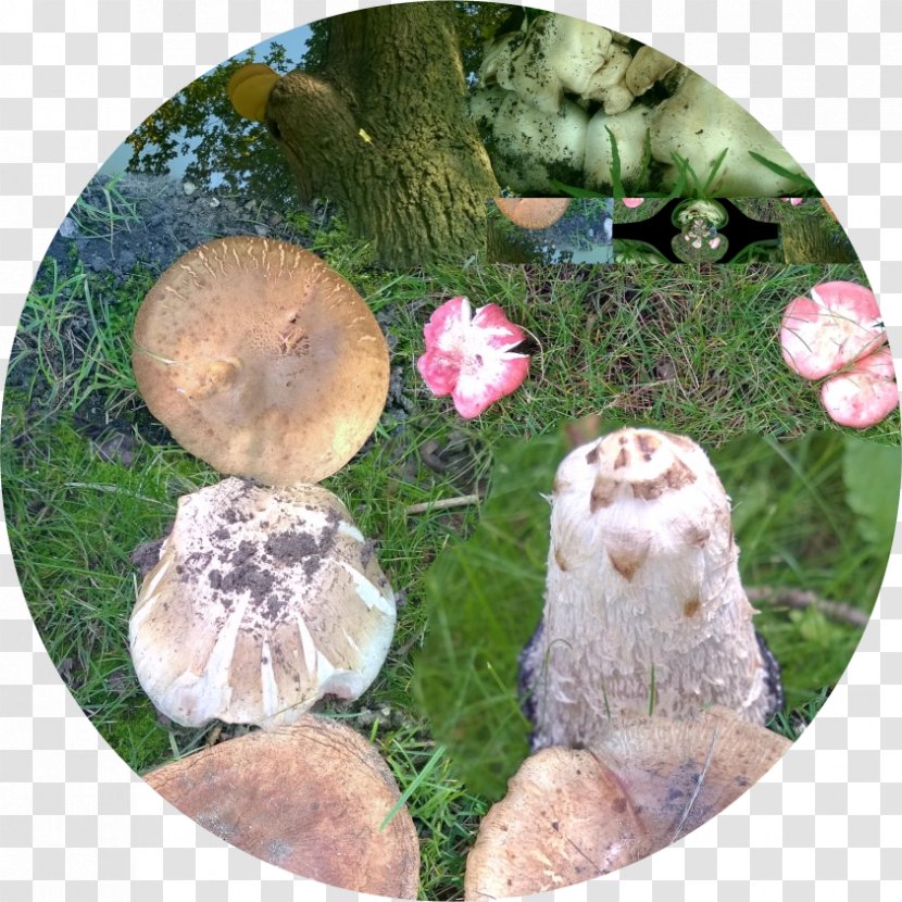 Pleurotus Eryngii Shiitake Matsutake Medicinal Fungi Agaric - Fungus - Mushroom Transparent PNG