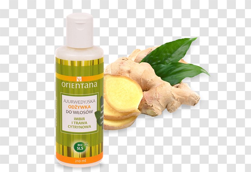 Ginger Alpinia Galanga Nutrient Medicine Galangal - Health Care Transparent PNG