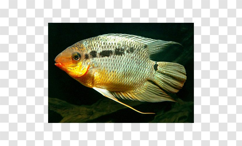 Tilapia Aquariums Fresh Water - Freshwater Aquarium Transparent PNG