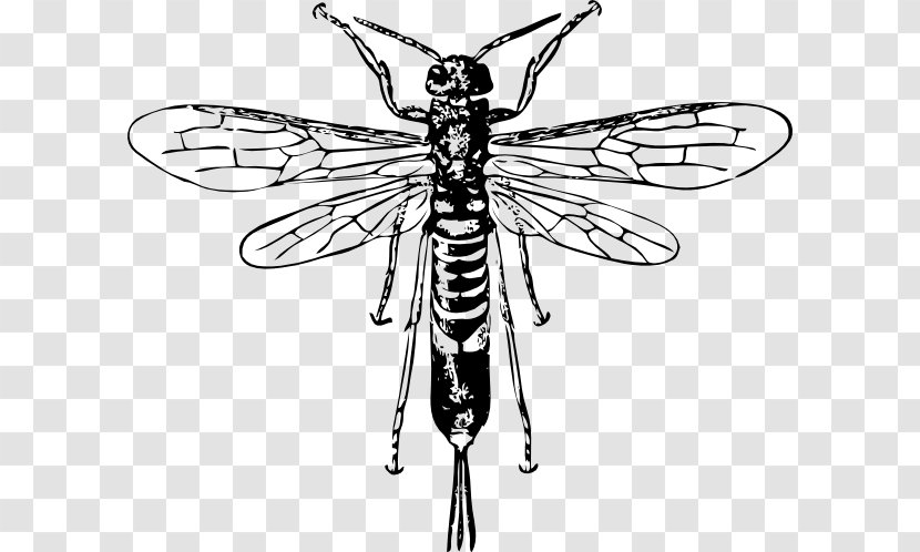 Bee Hornet Insect Wasp Clip Art - Line - Black Transparent PNG