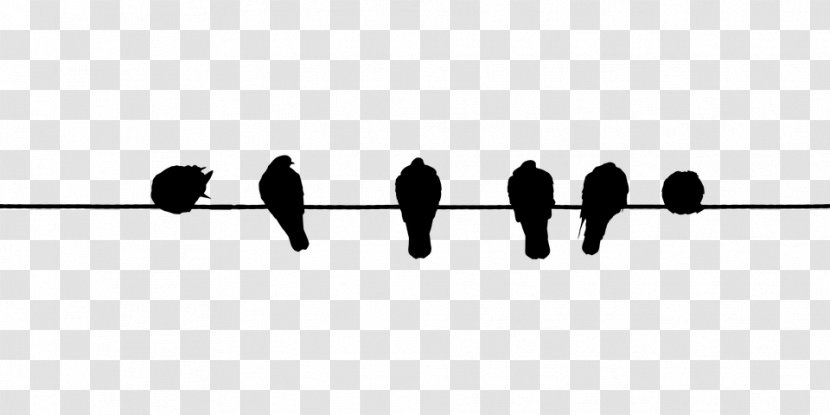 Bird Wire Electrical Cable Domestic Pigeon Clip Art - Barbed - Birdsonawire Transparent PNG