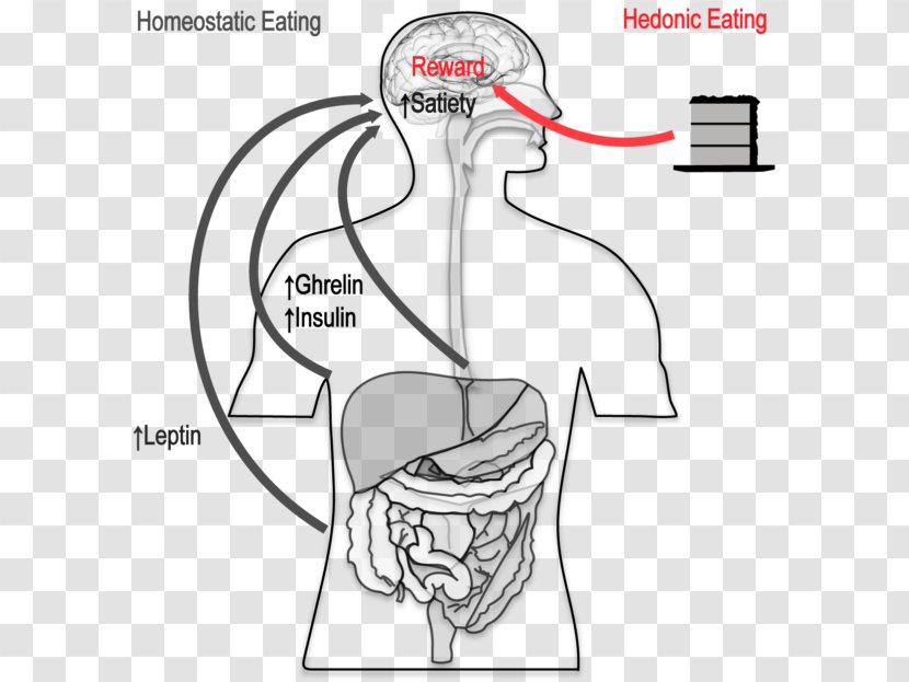 Thumb Joint Bone Human - Tree - Binge Eating Transparent PNG