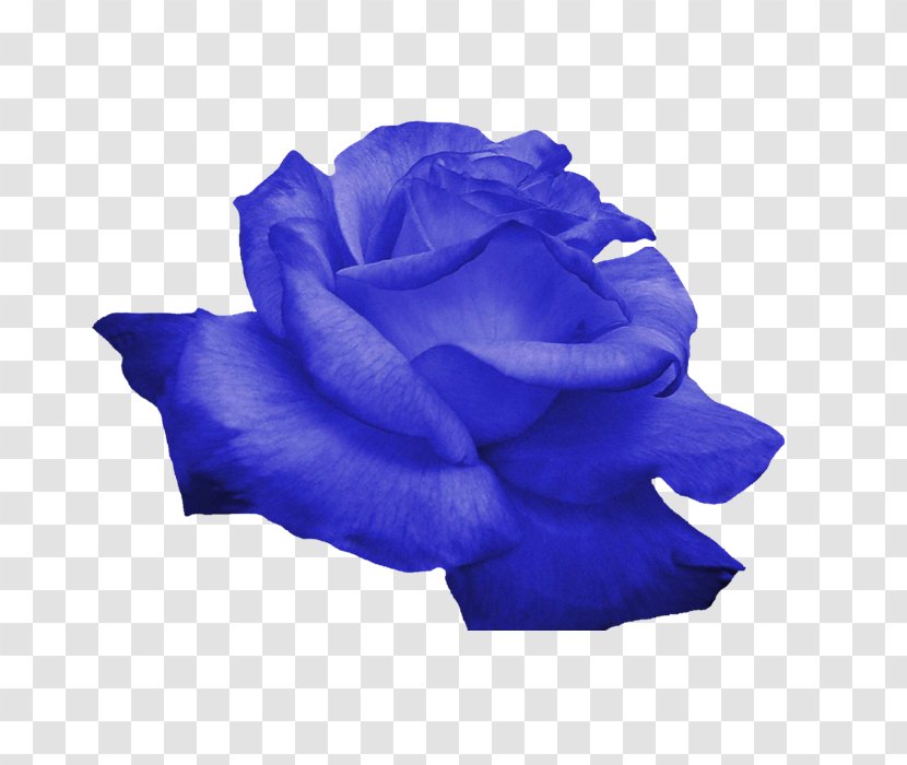 Flower Rose - Rgb Color Model - Blue Flowers Transparent PNG