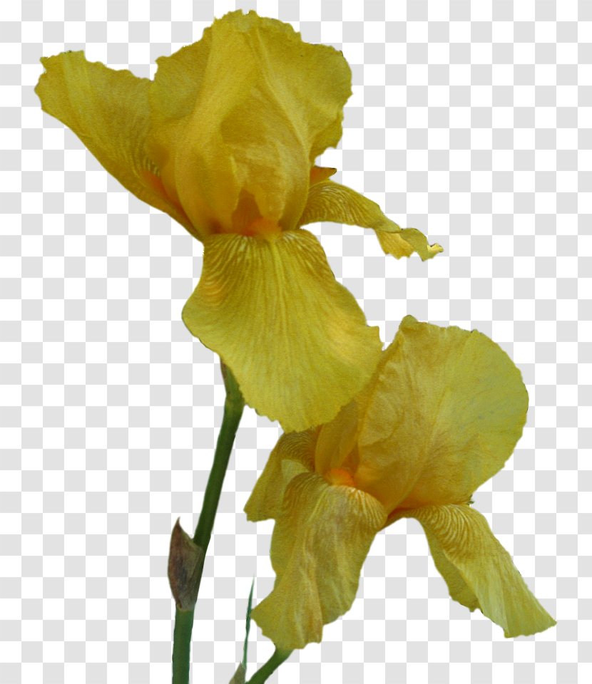Plant Stem - Iris Transparent PNG