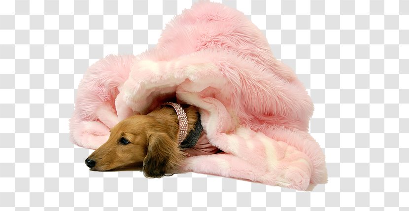 Golden Retriever Puppy Dog Breed Lap Of Luxury Spa Companion - Kennel Transparent PNG