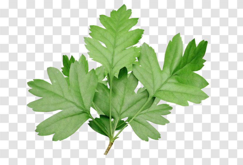 Parsley Herbalism Tree Leaf Transparent PNG