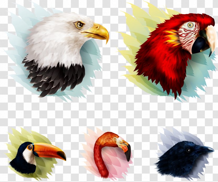 Bird Parrot Eagle - Vector Painted With Birds Transparent PNG