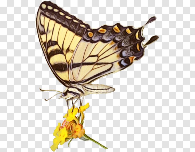 Tiger Cartoon - Brushfooted Butterfly - Animal Figure Wing Transparent PNG
