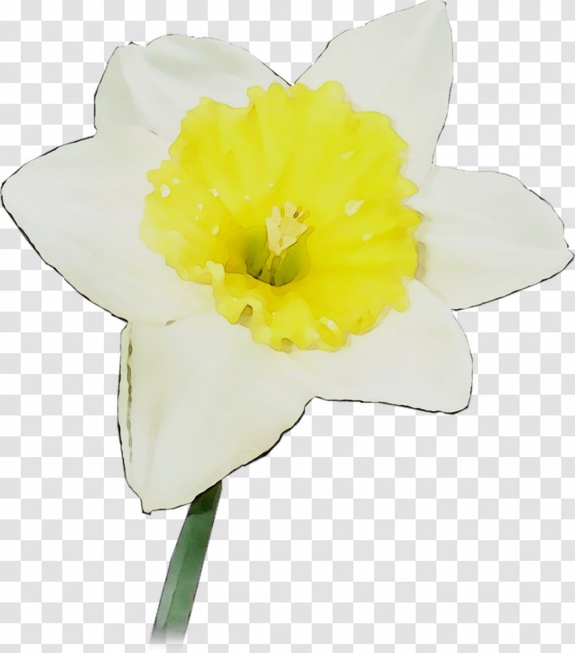 Yellow Narcissus Cut Flowers Herbaceous Plant - Amaryllis Family - Wildflower Transparent PNG
