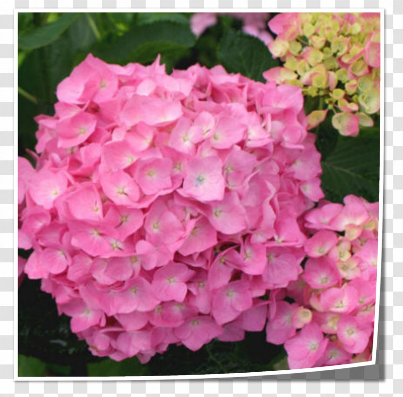 Tea Of Heaven French Hydrangea Flower Shrub Pink Transparent PNG