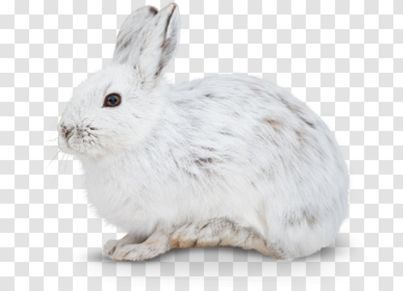 Domestic Rabbit European Hare Mountain Female - Mammal Transparent PNG
