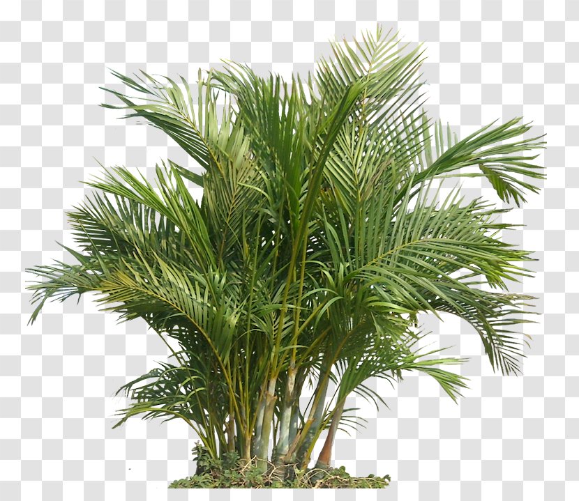 Houseplant Indoor Air Quality Gardening Health - Pollution - Palm Plant The Areca Transparent PNG