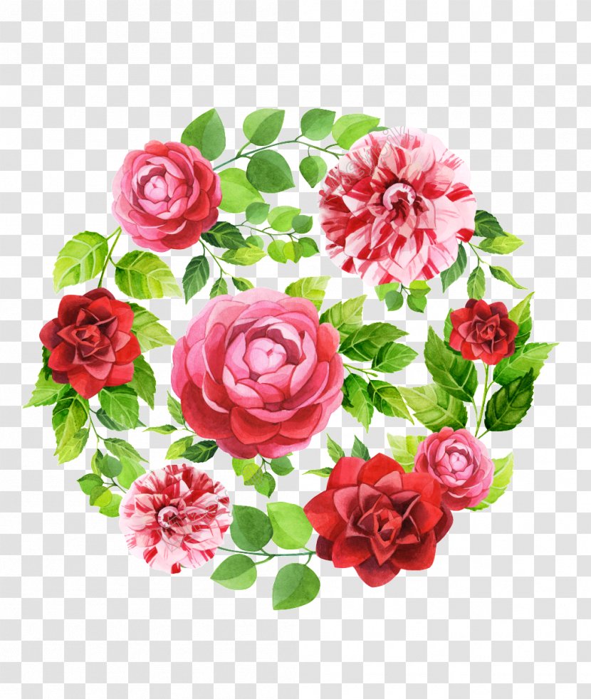 Garden Roses Image Flower - Theaceae - Oss Watercolor Transparent PNG