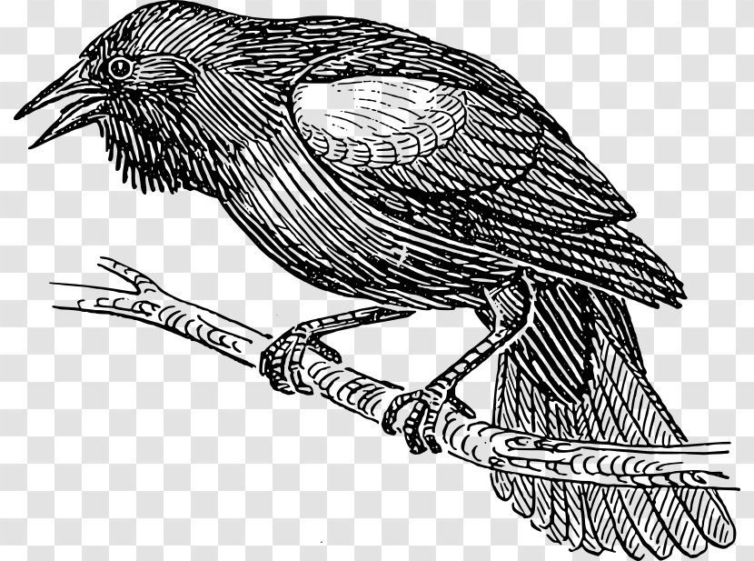 Bird Nest Drawing Common Blackbird - Peregrine Falcon Transparent PNG