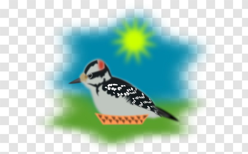 Sparrow Bird Picus Clip Art - Fauna Transparent PNG