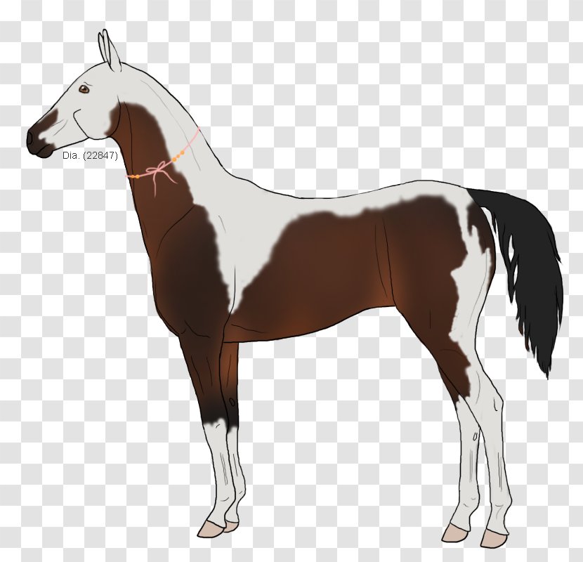 Mustang Stallion Foal Colt Mare - Mammal Transparent PNG