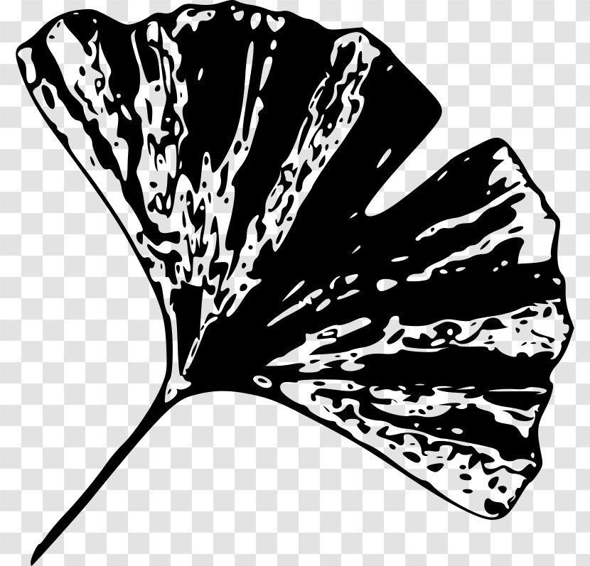 Ginkgo Biloba Leaf Tree Plant Clip Art - Clipart Transparent PNG