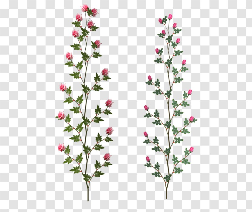 Cut Flowers Floral Design Petal - Flower Transparent PNG
