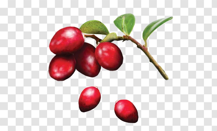 Lingonberry Cranberry Organic Food Ingredient - Royaltyfree Transparent PNG