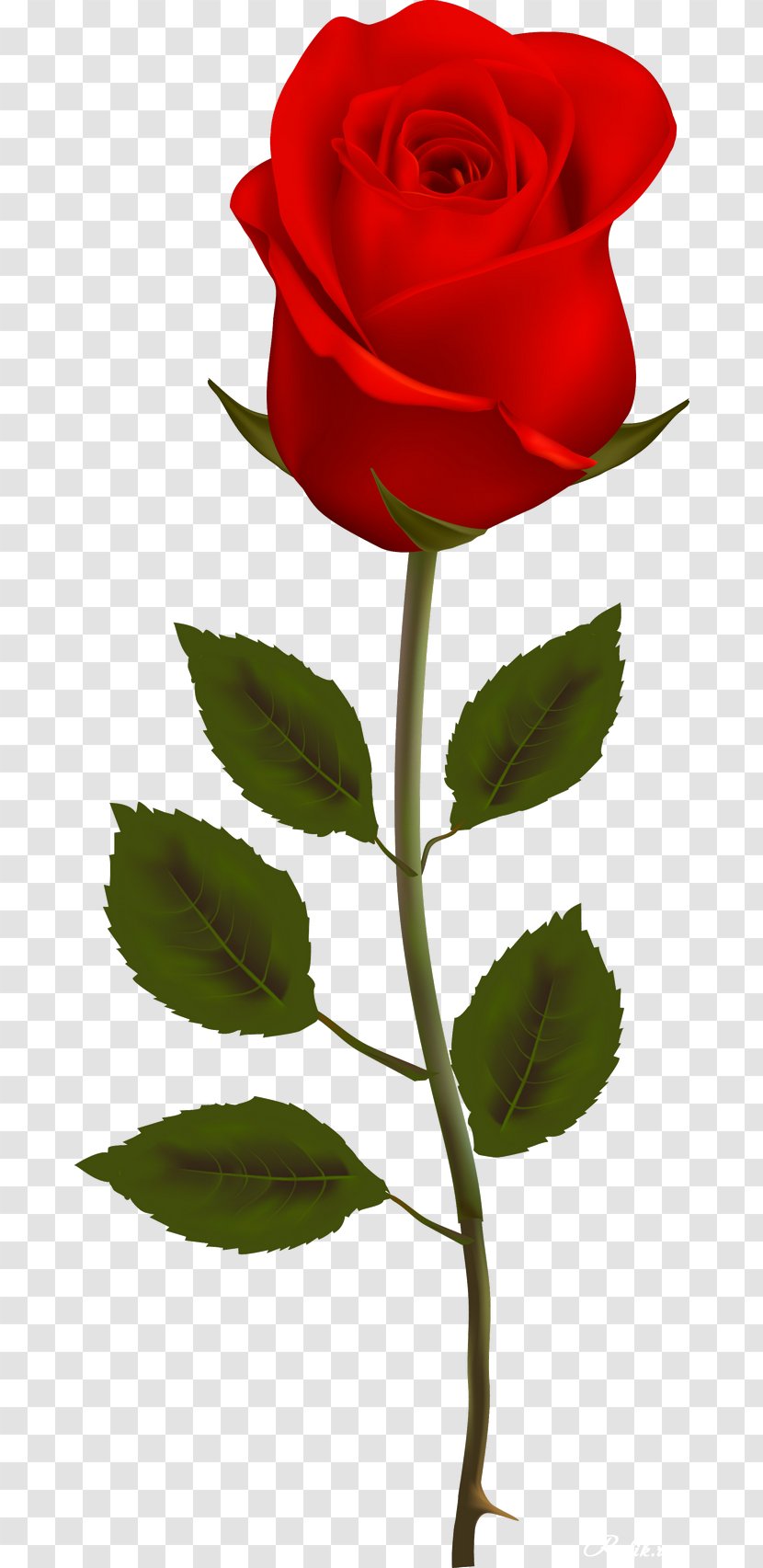 Garden Roses Rosa Chinensis Clip Art - Plant - Rose Order Transparent PNG