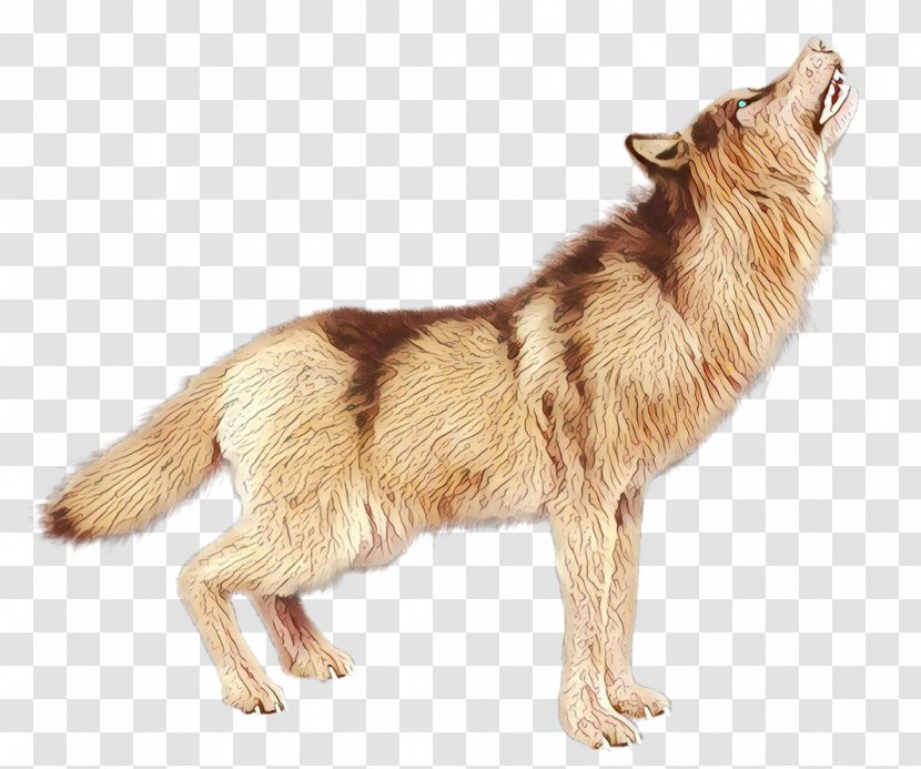 Wolf Cartoon - Alaskan Tundra - Tervuren Tail Transparent PNG