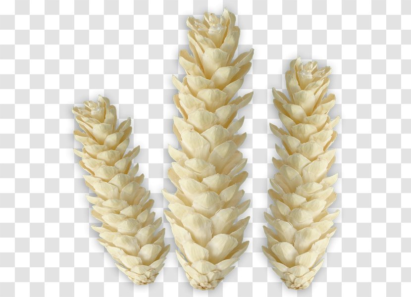 Emmer Sprouted Wheat - Cereal Germ - Rhapis Excelsa Transparent PNG