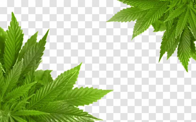Port Alberni Medical Cannabis Dispensary Cannabidiol - Leaf Transparent PNG