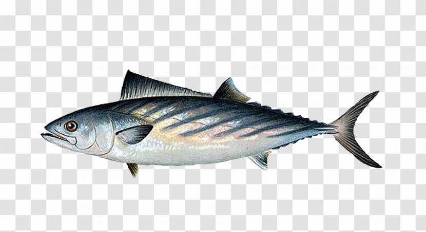 Fish Products Oily Atlantic Bluefin Tuna - Mackerel Transparent PNG