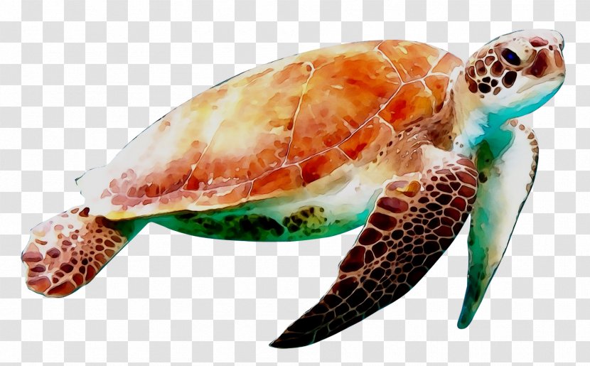 Sea Turtle Conservancy Reptile Green - Olive Ridley Transparent PNG