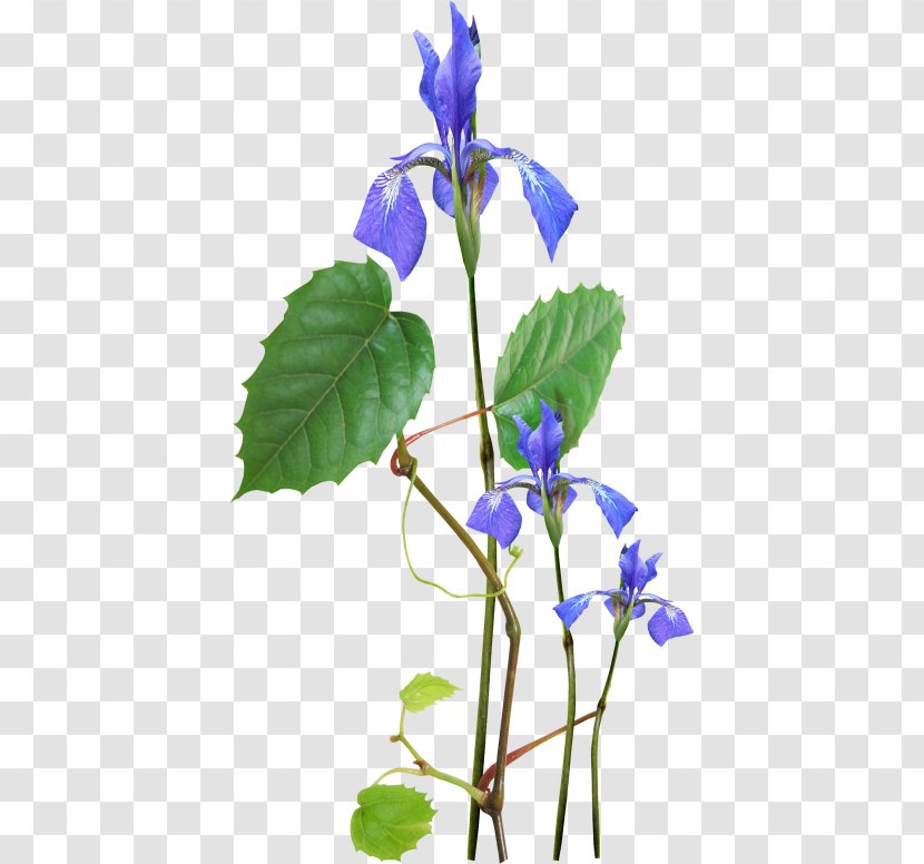 Wildflower Blue Photography - Plant Stem - Speedwell Field Transparent PNG