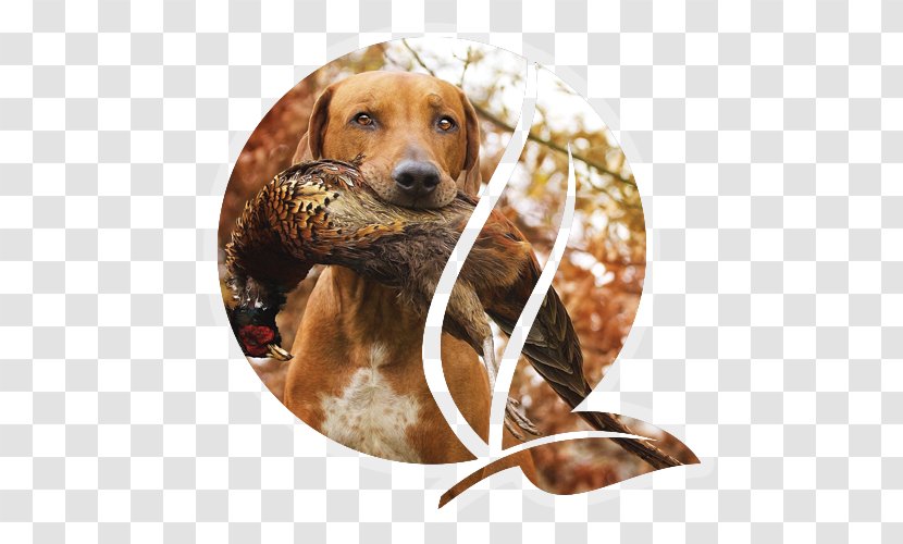 Redbone Coonhound Rhodesian Ridgeback Beagle Black And Tan Hunting - Real Estate - Biggame Transparent PNG