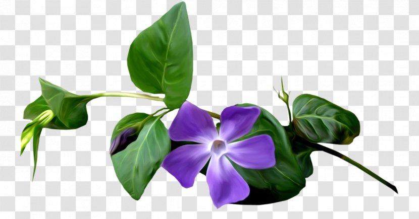 Clip Art - Flowering Plant - Uniform Resource Locator Transparent PNG