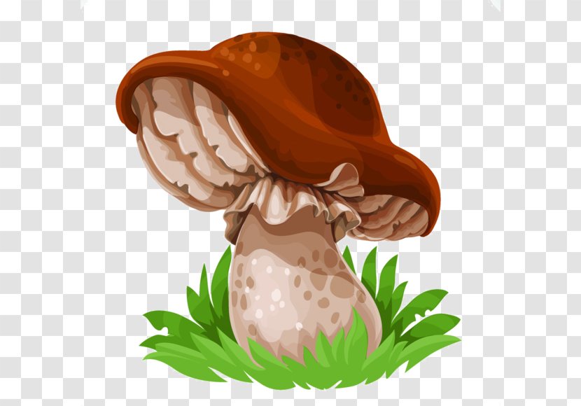 Edible Mushroom Drawing Common Cep - Food - Cartoon Head Tilted Mushrooms Transparent PNG