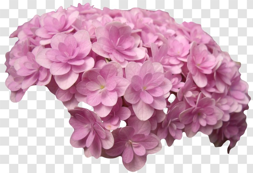 French Hydrangea Pink Flowers Petal Cut Transparent PNG