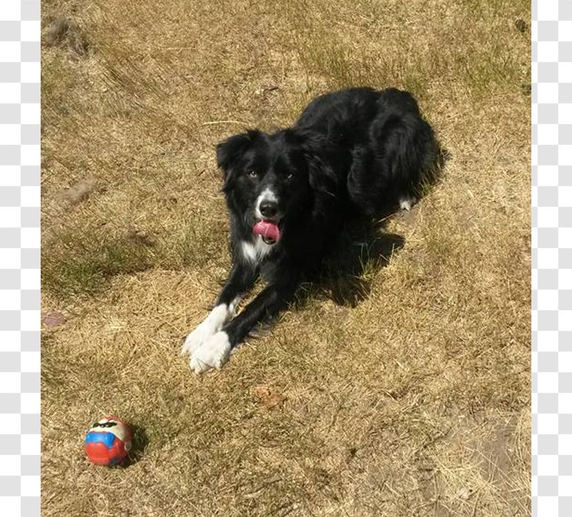 Border Collie Dog Breed Rough Working - Herding - Puppies For Sale Transparent PNG